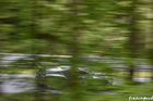 N24H15A_5050D.jpg