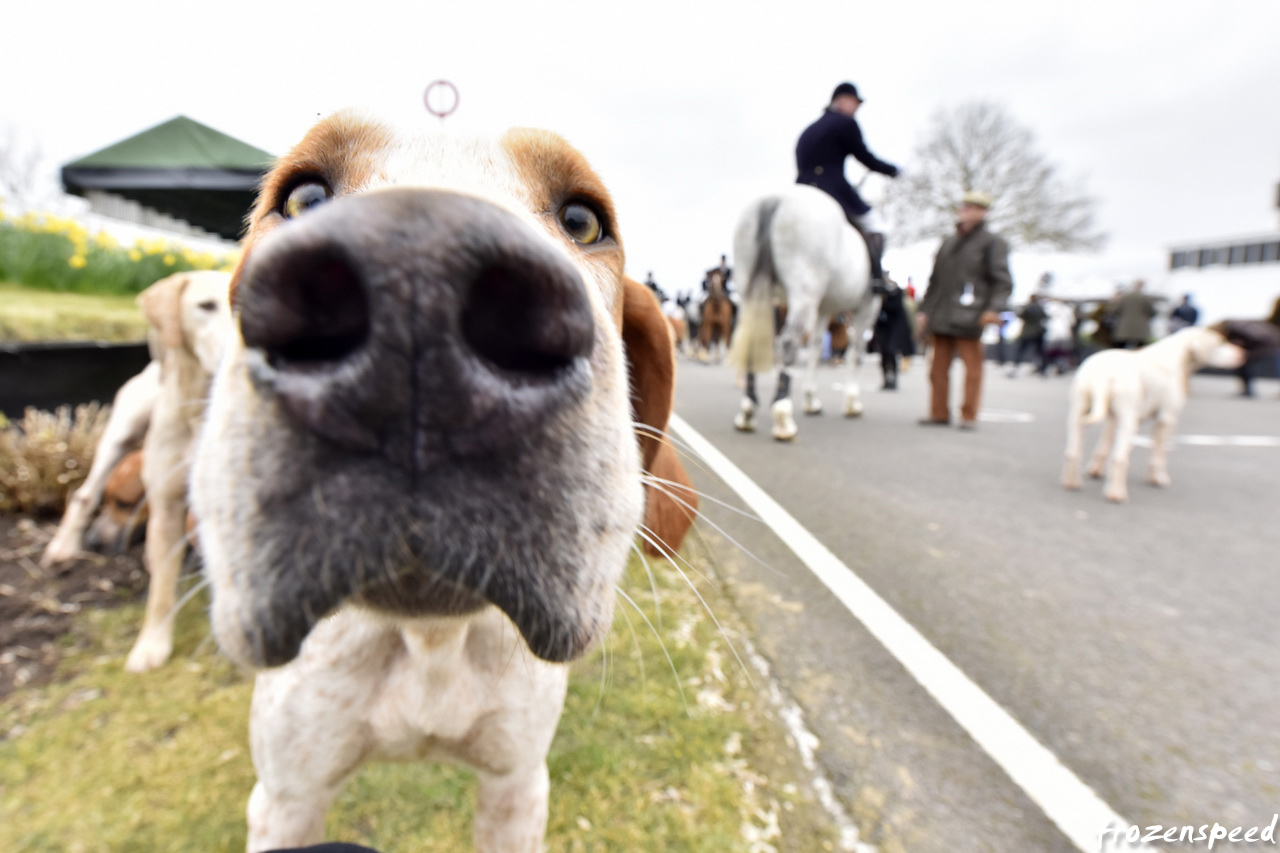 Goodwood hunting hounds