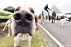 Goodwood hunting hounds