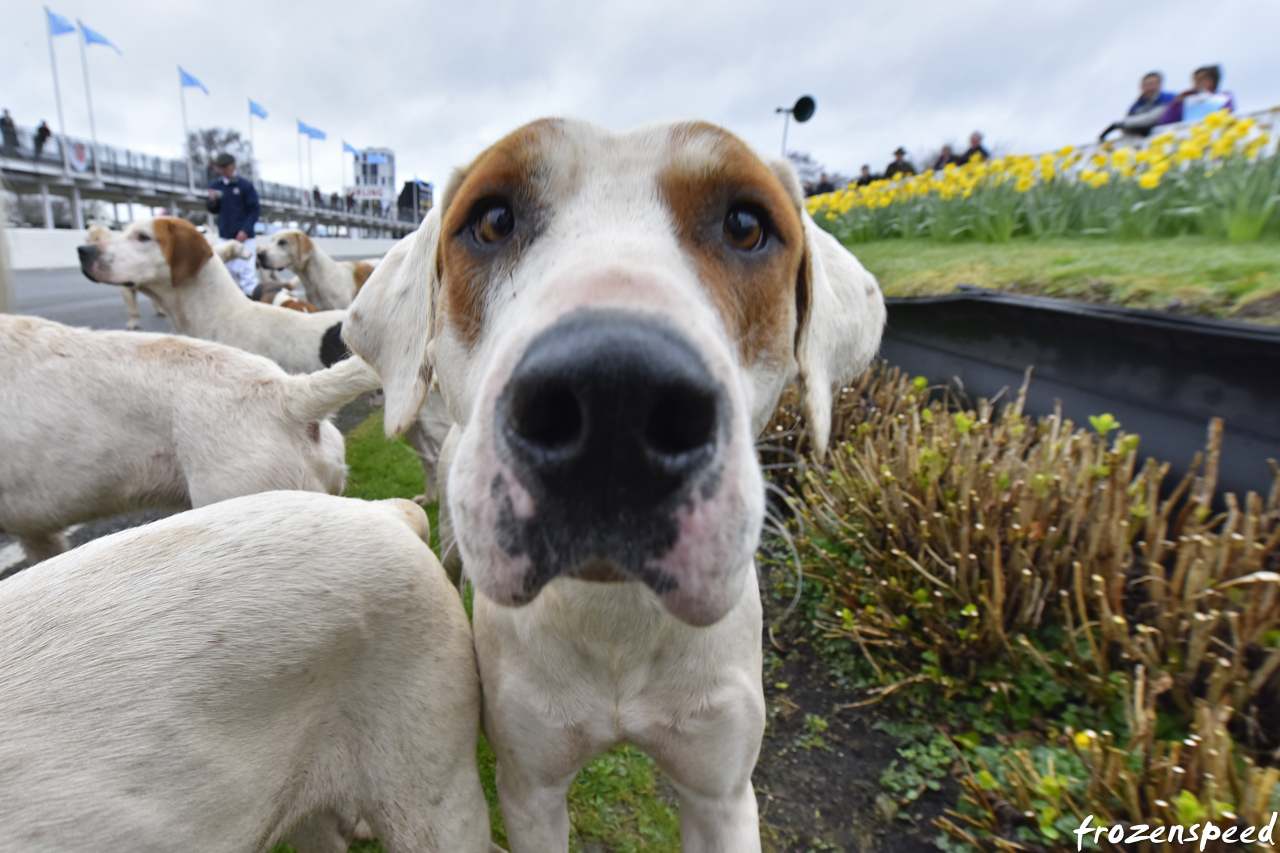 Goodwood hunting hounds