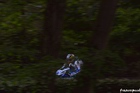 Guy Martin through the trees